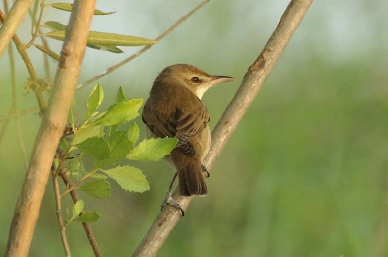 ciri-khas-burung-kerakbasi-besar-7605966