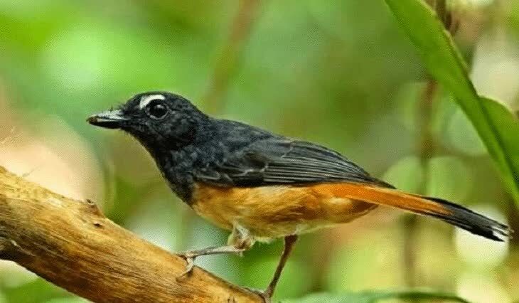 ciri-khas-burung-kucica-ekor-kuning-9662136