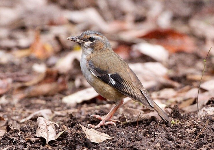 ciri-khas-burung-robin-badut-endemik-dari-tanah-papua-1203094