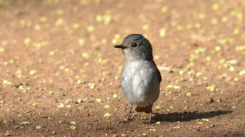 ciri-khas-burung-sikatan-bubik-2770791