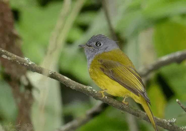 ciri-khas-burung-sikatan-kepala-abu-5388900