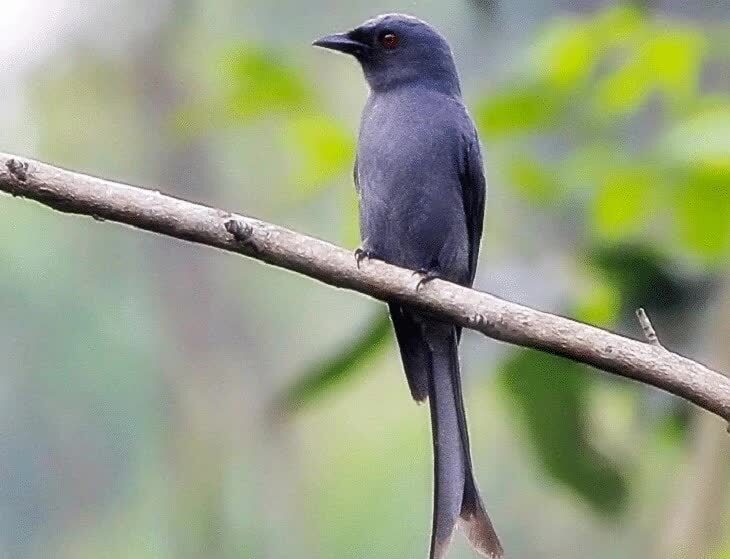 ciri-khas-burung-srigunting-batu-4450141