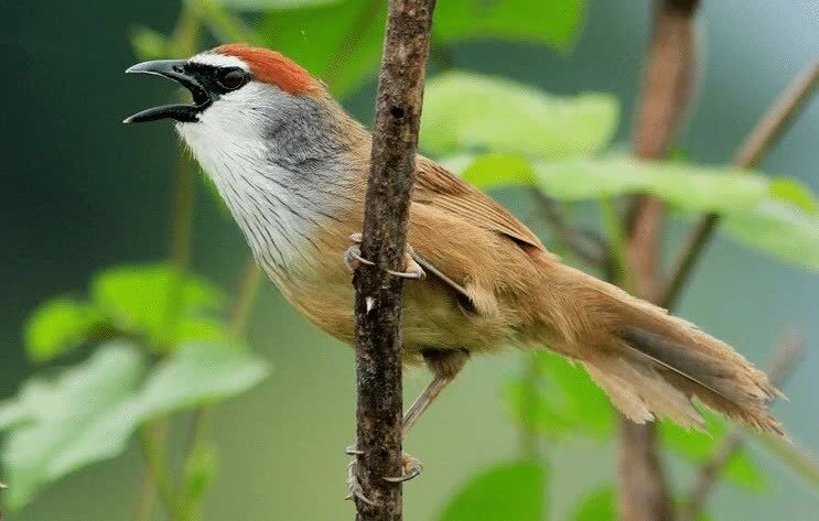 ciri-khas-burung-tepus-gelagah-6617384