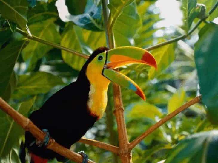 ciri-khas-burung-toucan-dan-fungsi-paruhnya-yang-besar-dan-unik-5852103