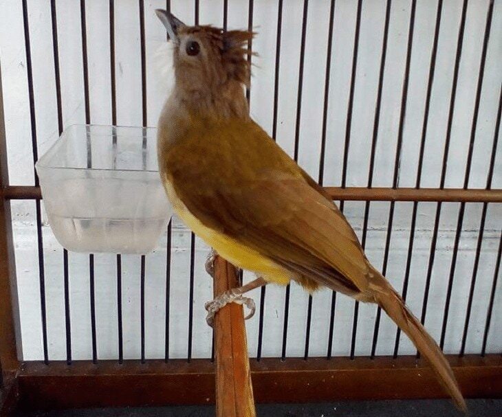 cucak-jenggot-jantan-7004906