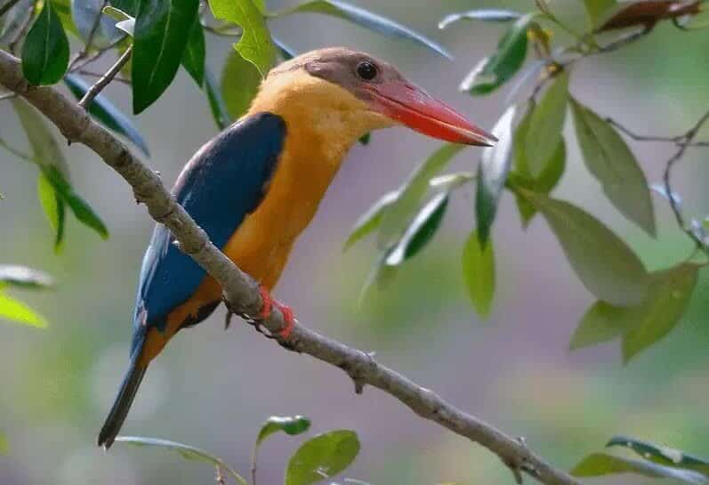 daerah-persebaran-burung-pekaka-emas-3949936