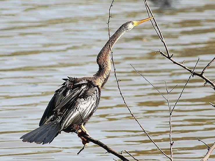 daerah-persebaran-pecuk-ular-6906406