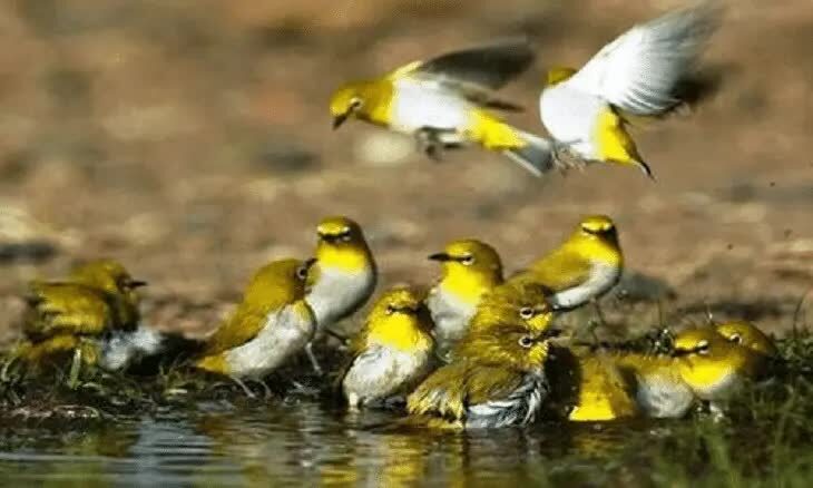 dampak-negatif-mandi-air-es-untuk-pleci-2704299