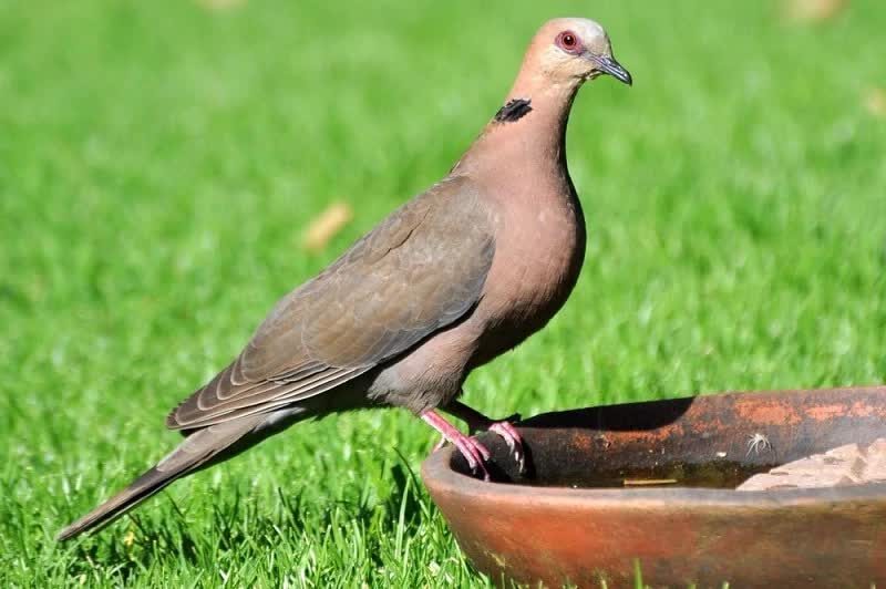 dederuk-jawa-atau-puter-lumut-4927940