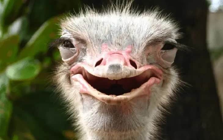 fakta-menarik-dari-burung-unta-dibandingkan-jenis-burung-lain-9573003