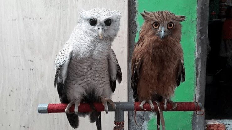 gejala-penyakit-burung-hantu-yang-harus-anda-waspadai-6587090