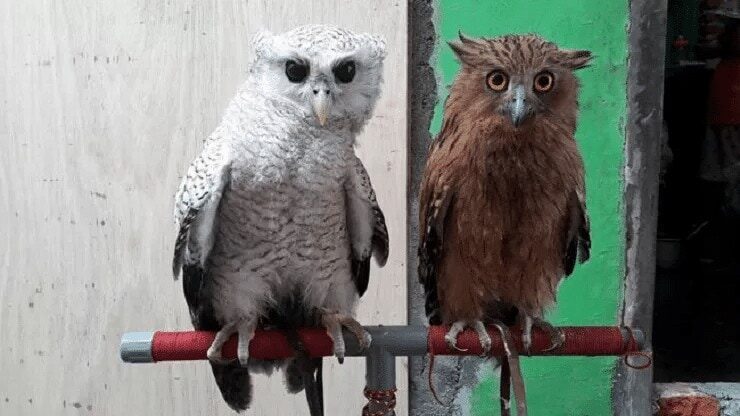 gejala-penyakit-burung-hantu-yang-harus-anda-waspadai-6863383