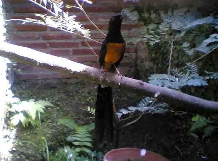 gejala-snot-pada-murai-batu-dan-cara-jitu-mengatasinya-4941411