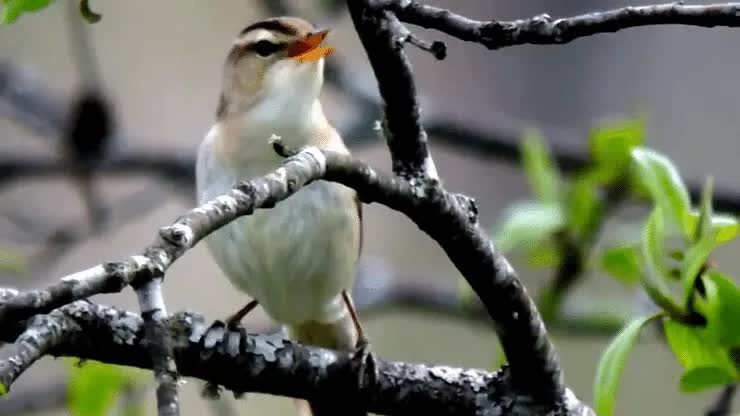 habitat-burung-kerakbasi-alis-hitam-1015463