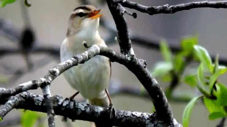 habitat-burung-kerakbasi-alis-hitam-7460768