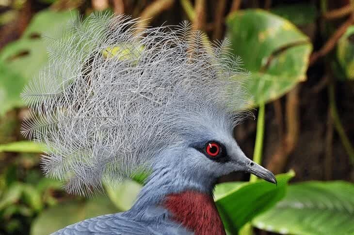 habitat-dara-mahkota-6552982