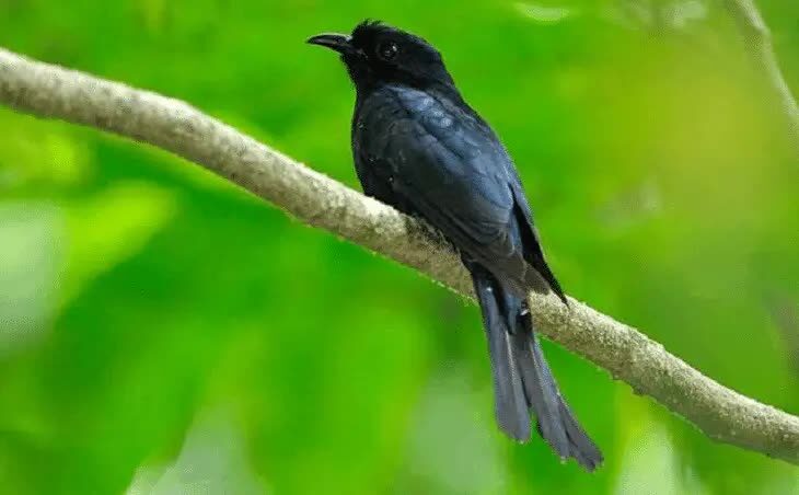 habitat-dan-daerah-persebaran-burung-kedasi-hitam-7038898