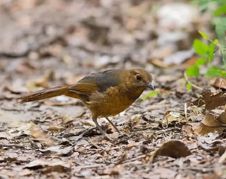 habitat-dan-perilaku-anis-geomalia-8834533