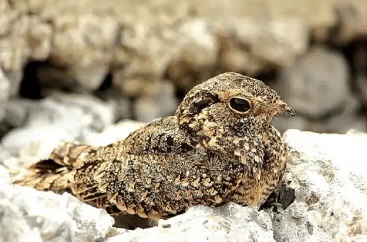 habitat-dan-perilaku-burung-cabak-kota-di-alam-liar-7831413