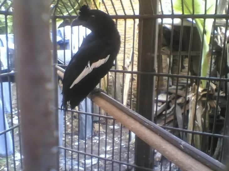 habitat-dan-daerah-persebaran-burung-tangkar-kambing-5359689