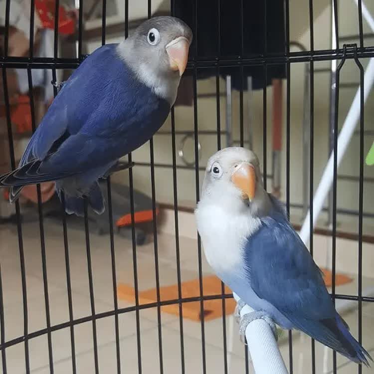hasil-persilangan-lovebird-violet-dan-parblue-4074822
