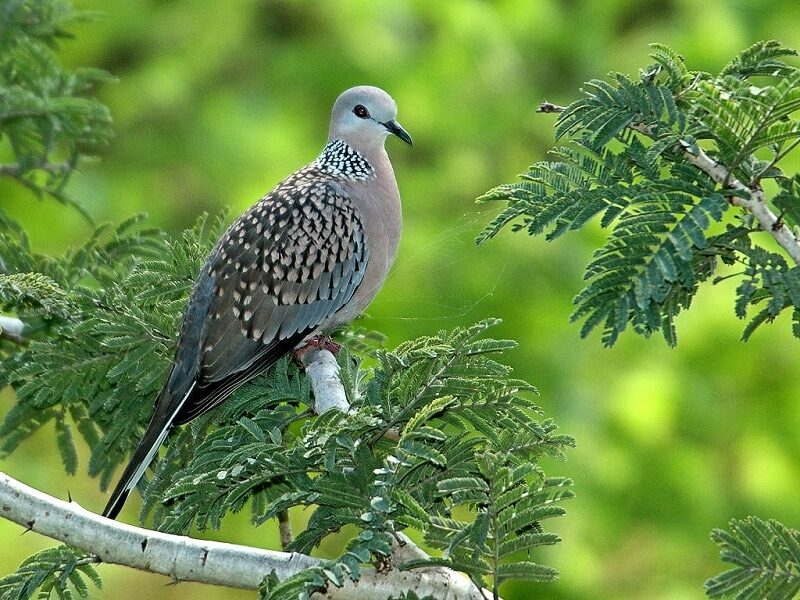 ini-dia-ciri-ciri-tekukur-jantan-dan-betina-menarik-untuk-diketahui-7148457