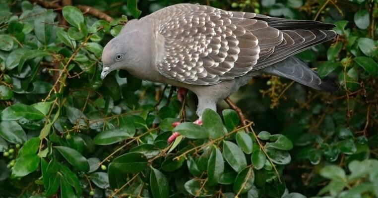 ini-dia-ciri-ciri-tekukur-jantan-dan-betina-yang-menarik-untuk-diketahui-senapan123-com_-2088116