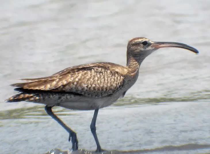 inilah-4-jenis-burung-gajahan-yang-ada-di-sunda-besar-1373508
