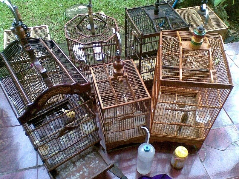 inilah-7-cara-membersihkan-sangkar-burung-agar-bersih-dan-bebas-bau-6050893