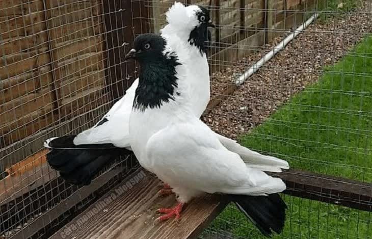 inilah-berbagai-jenis-dan-foto-burung-dara-terlengkap-1822321