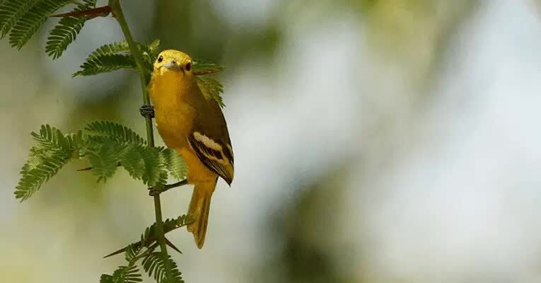 inilah-cara-merawat-burung-sirtu-agar-bisa-gacor-9035539