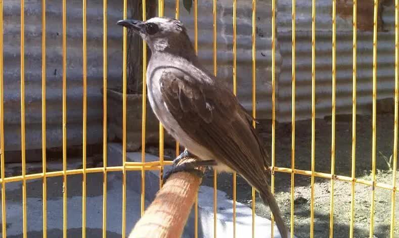 inilah-cara-mudah-melatih-burung-trucukan-makan-voer-5350598