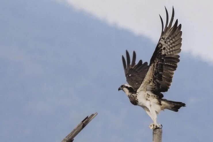 inilah-ciri-burung-elang-tiram-dan-daerah-persebarannya-9851415