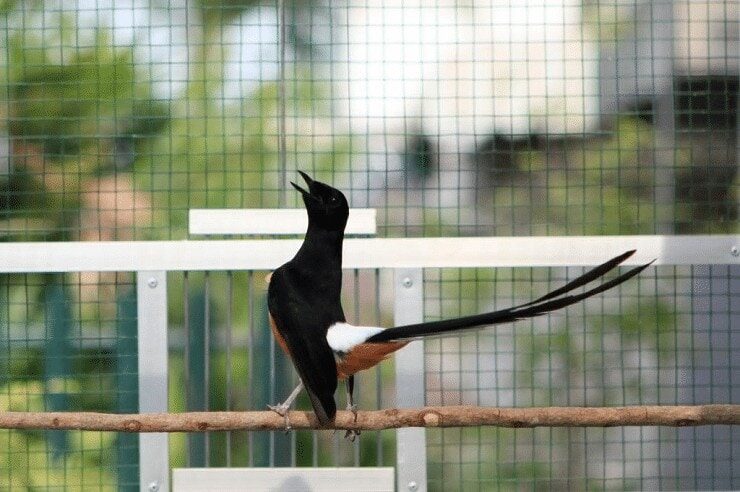 inilah-faktor-penyebab-murai-batu-mencabuti-bulunya-sendiri-1256841