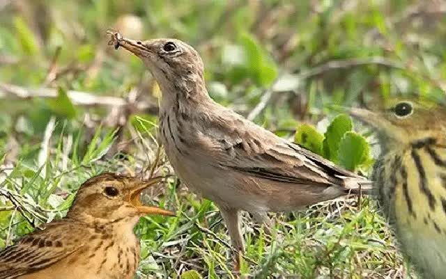 jenis-burung-apung-2077446