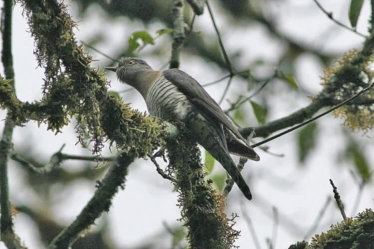 jenis-burung-kangkok-8392032