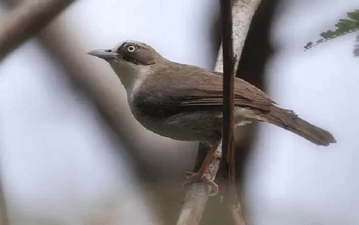 jenis-burung-opior-6790871