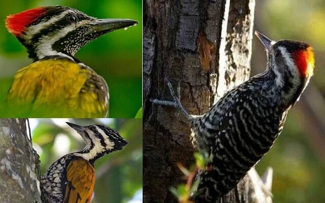 jenis-burung-pelatuk-dan-keunikannya-masing-masing-kacer-co_-id_-6451030