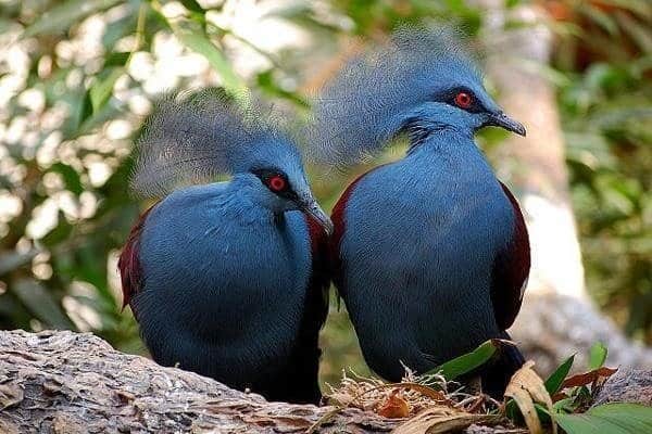 jenis-burung-puyuh-yang-menarik-untuk-diketahui-hargaburung-id_-6690145