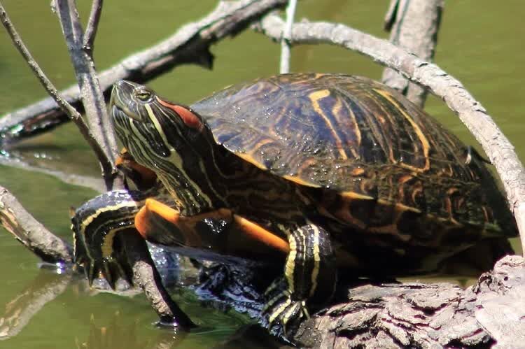 jenis-kura-kura-peliharaan-ini-bisa-jadi-hewan-kesayangan-anda-6192763
