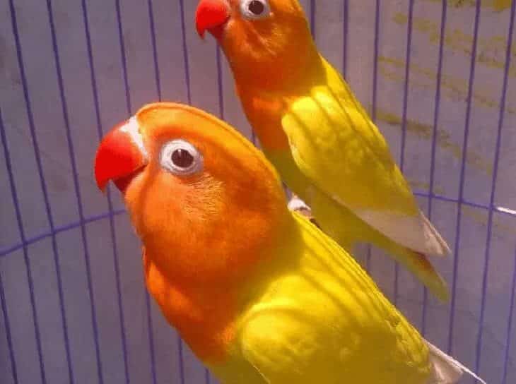 jenis-lovebird-pastel-kuning-9247400