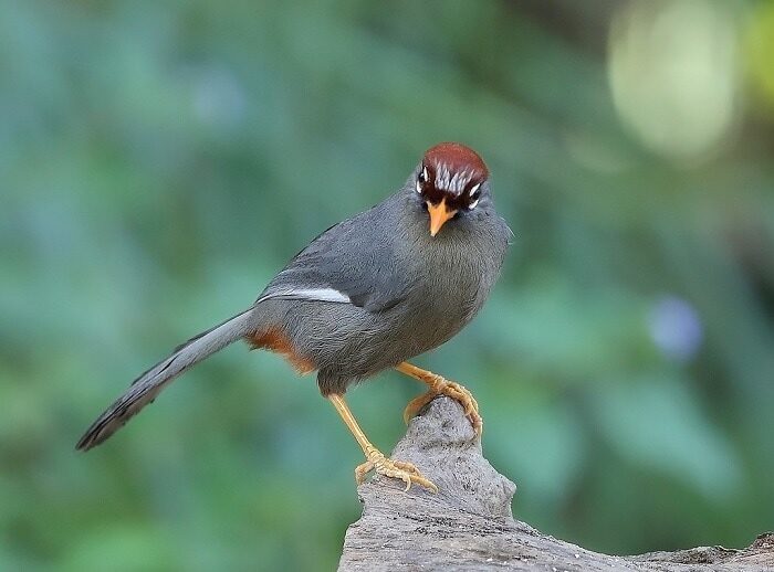 jenis-makanan-burung-poksay-mandarin-agar-bisa-gacor-6407163