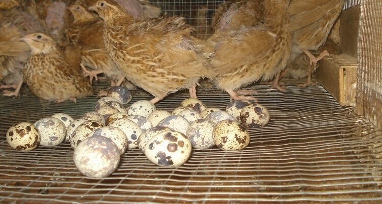 jenis-pakan-burung-puyuh-petelur-8574059