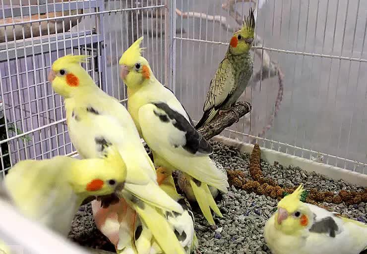 kandang-burung-cockatiel-3833880