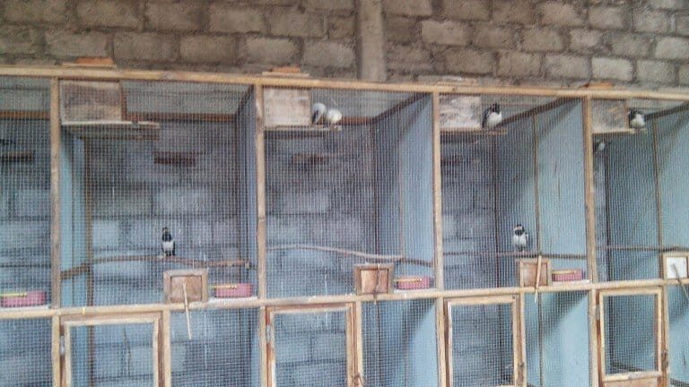 kandang-ternak-untuk-burung-jalak-suren-dan-burung-jalak-putih-2365097
