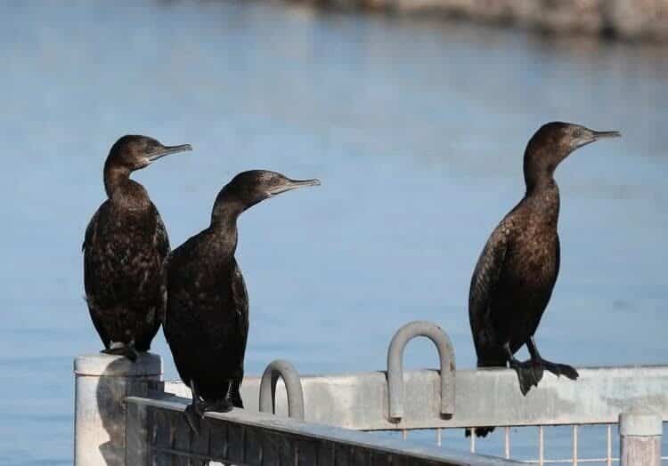 karakteristik-burung-pecuk-padi-hitam-dan-daerah-persebarannya-4333637