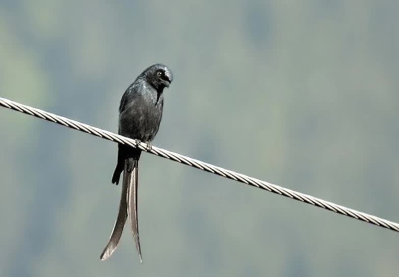 karakteristik-burung-srigunting-dan-macam-jenisnya-8509061