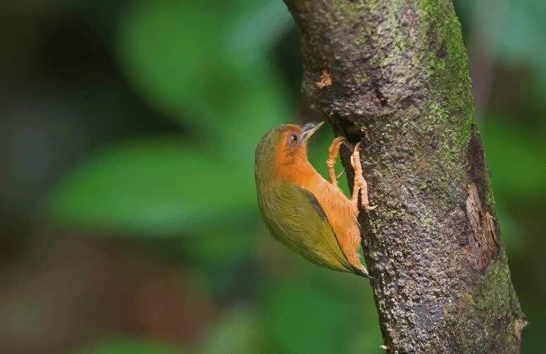 karakteristik-burung-tukik-tikus-1582887