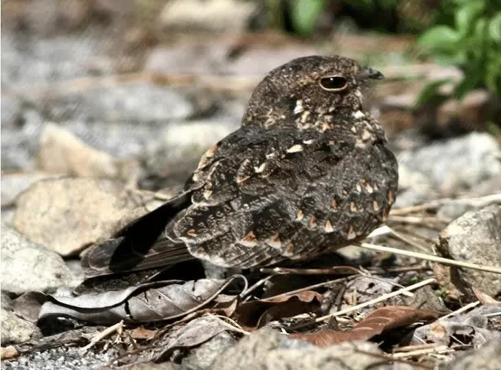 karakteristik-cabak-kota-1585701