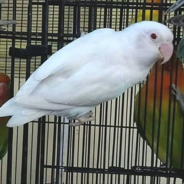 karakteristik-lovebird-albino-mata-hitam-salah-satu-jenis-lovebird-termahal-bukalapak-com_-7969986